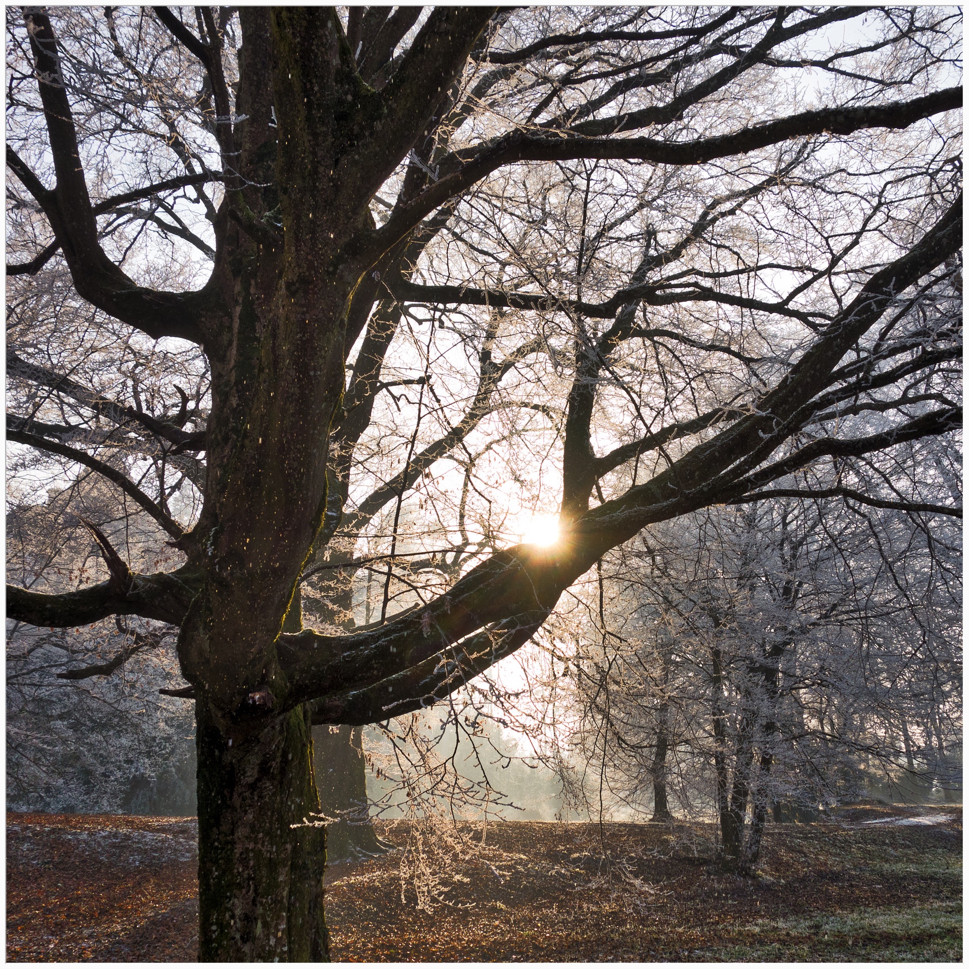 A tree under frost - Jaska park 12-13