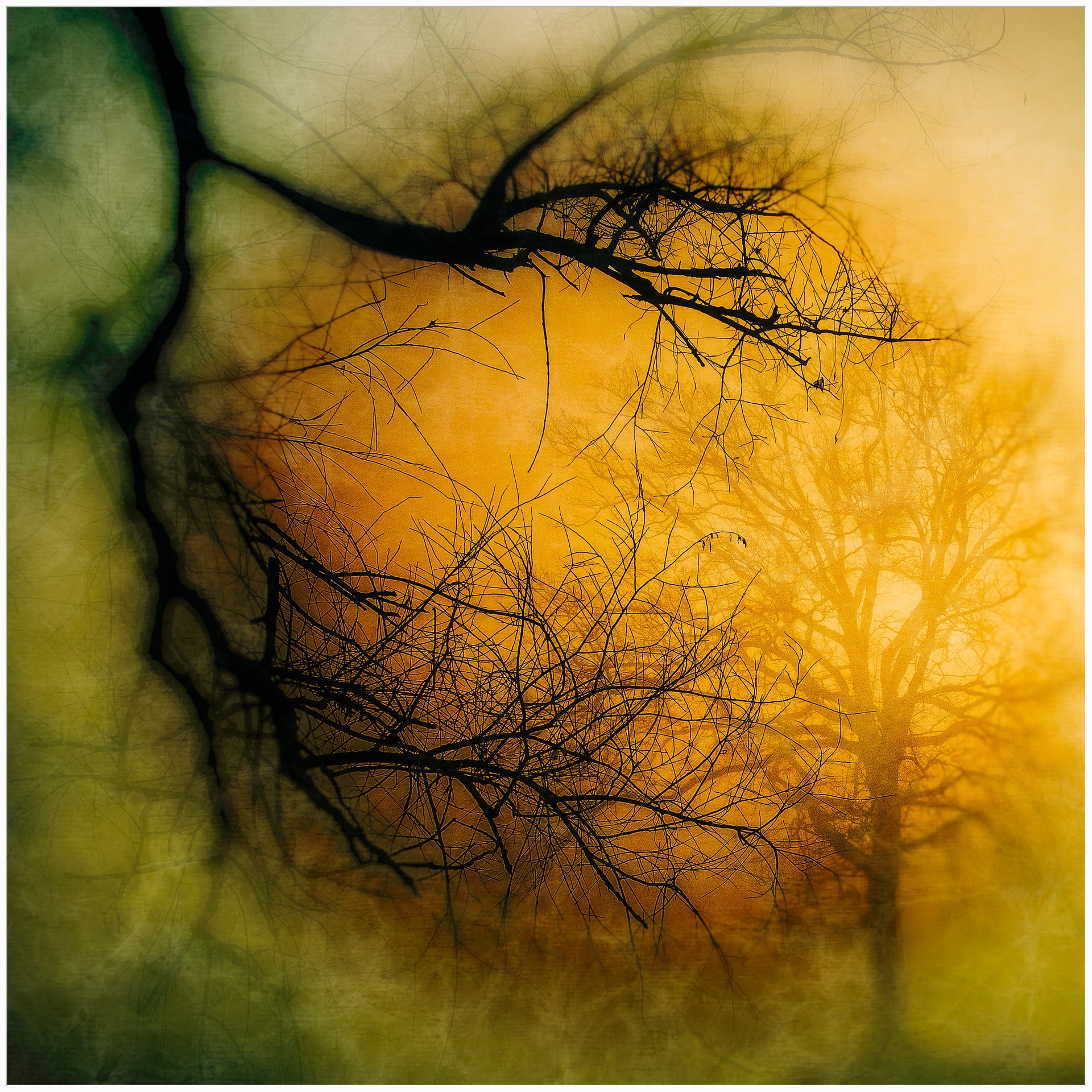 Trees impression 01-13