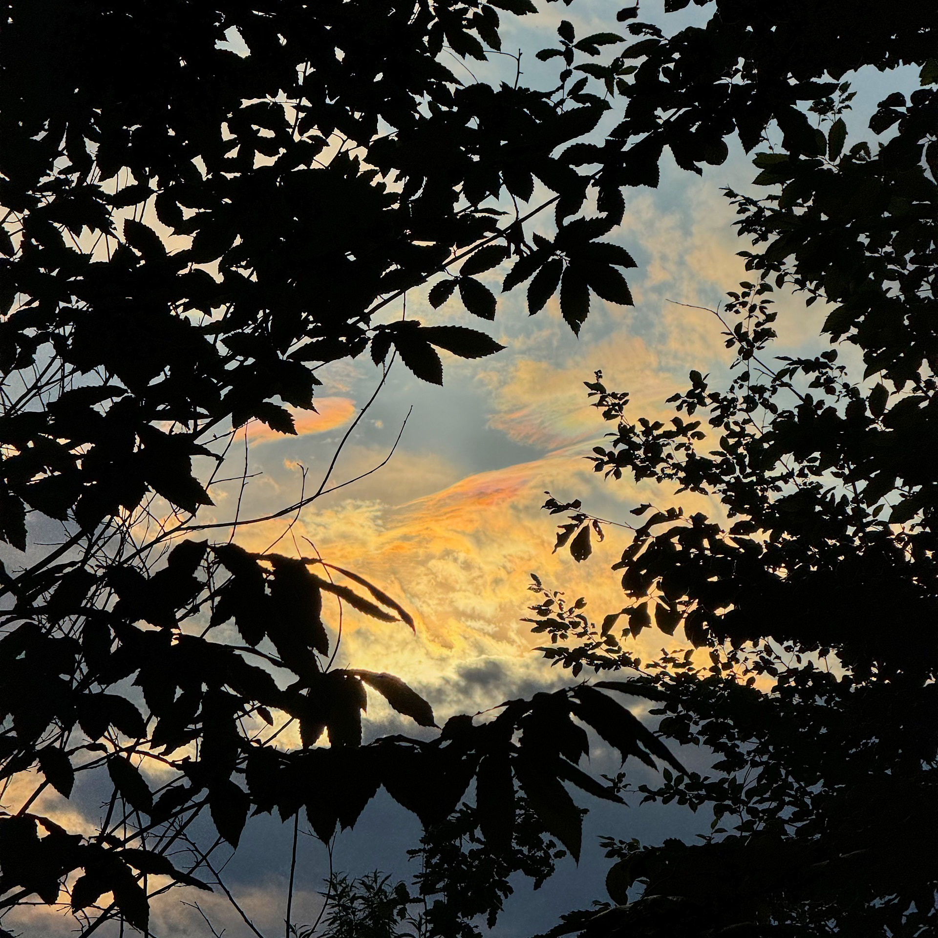 Between the branches, Kozjača 05-24