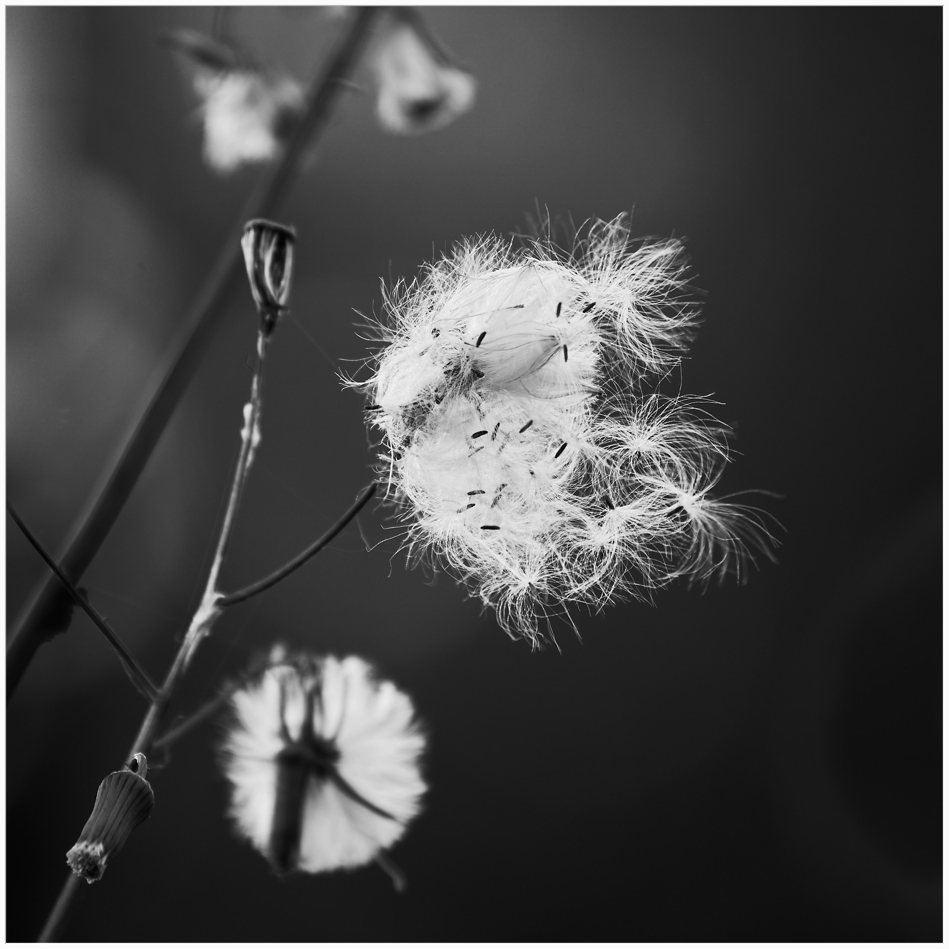 Black  White 3 11-22