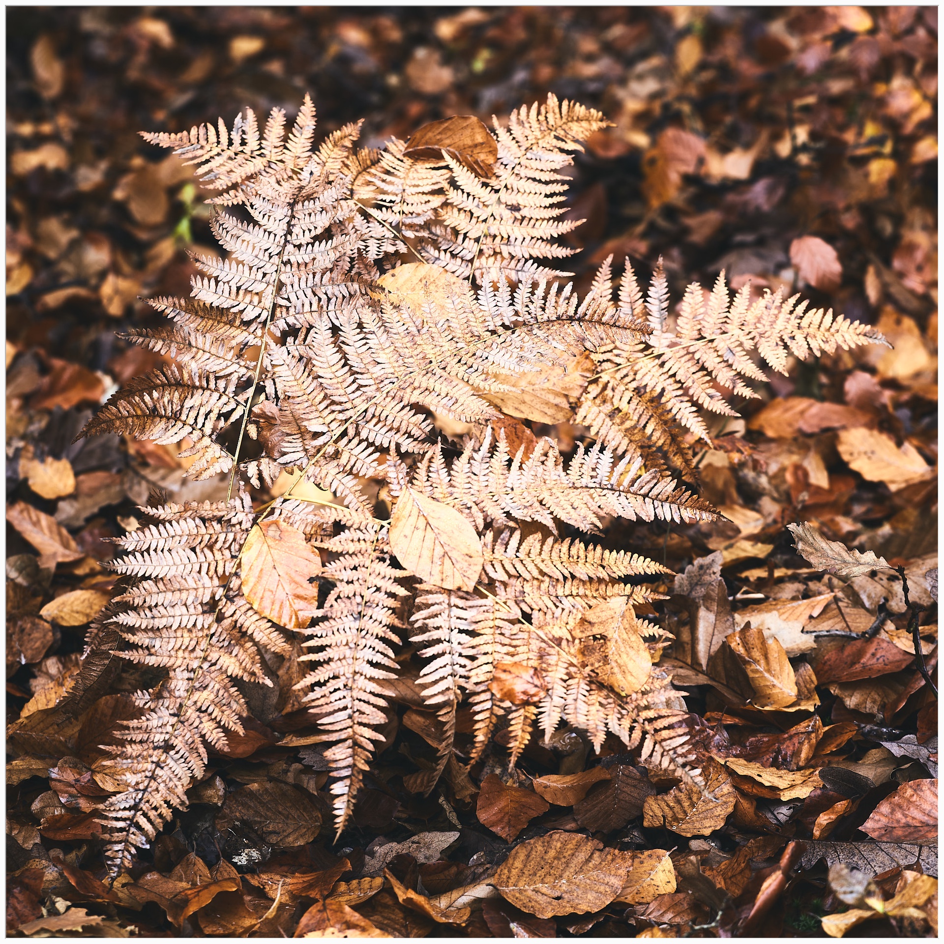 Fern, Kozjača 11-11